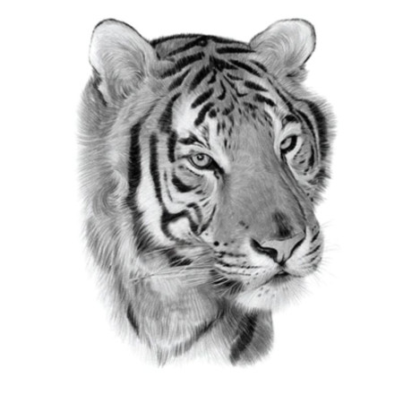 Laikina tatuiruotė Tigras 081; 21x14cm Laikina tatuiruotė Tigras 081; 21x14cm