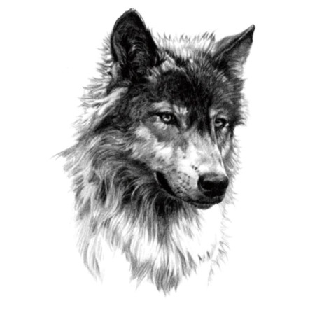 Laikina tatuiruotė Vilkas 107; 21x14cm Laikina tatuiruotė Vilkas 107; 21x14cm
