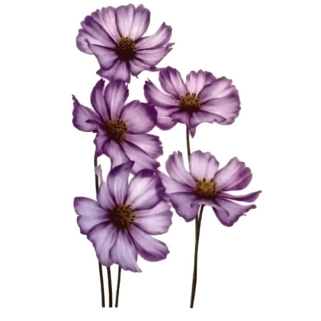 Laikina tatuiruotė Gėlės 007; 10x6cm